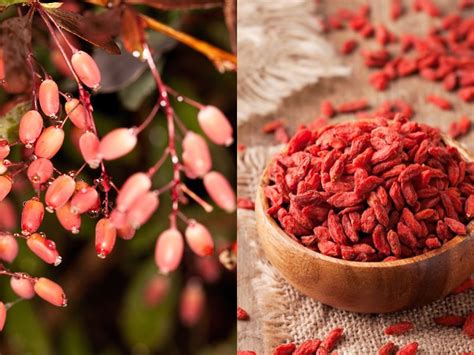 berberine vs goji berry.